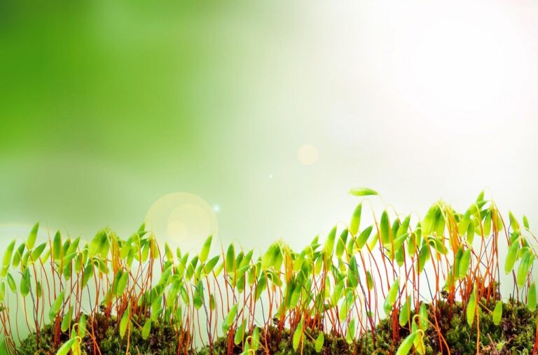 Nachhaltiger Bauernhof mit vielfältiger Nutzung für nachhaltige Selbstversorgung