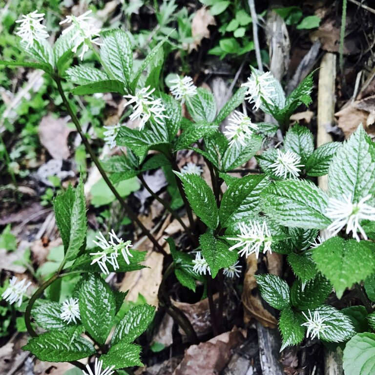 Essbare Wildpflanzen im Wald sicher erkennen und sammeln für Outdoor Abenteuer