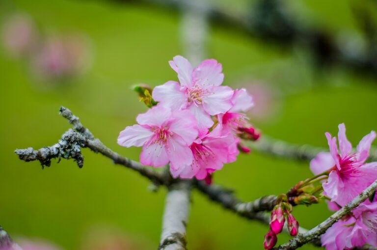 Vorratskisten mit haltbaren Lebensmitteln für Krisenvorsorge und Notvorrat PDF Anleitung