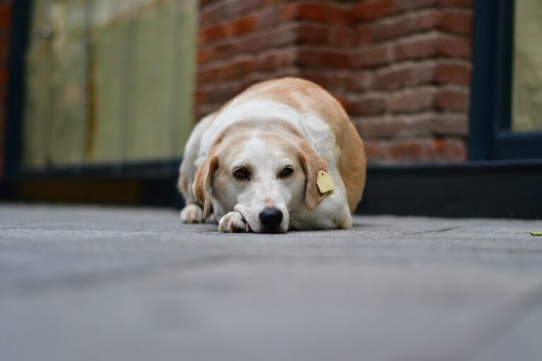 Haustier in Notfallsituation gerettet durch schnelle und richtige Vorbereitung zuhause