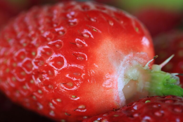 Lebensmittel Notvorrat in transparenten Vorratsbehältern sicher und langfristig gelagert