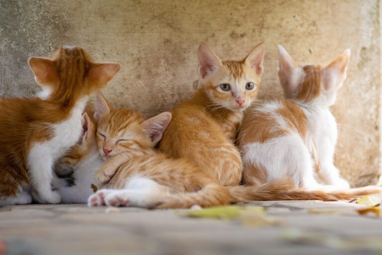 Erste Hilfe für Tiere leicht gemacht dank sinnvoller Notfallapotheke Haustiere Notfallapotheke für Haustiere mit Verbandsmaterial und Erste-Hilfe-Utensilien im Einsatz