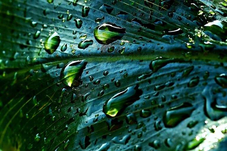 Wie Regenwasser die Trinkwasserversorgung in Notfällen zuverlässig unterstützt Regenwasser als nachhaltige Trinkwasserquelle in Krisensituationen und Notfällen