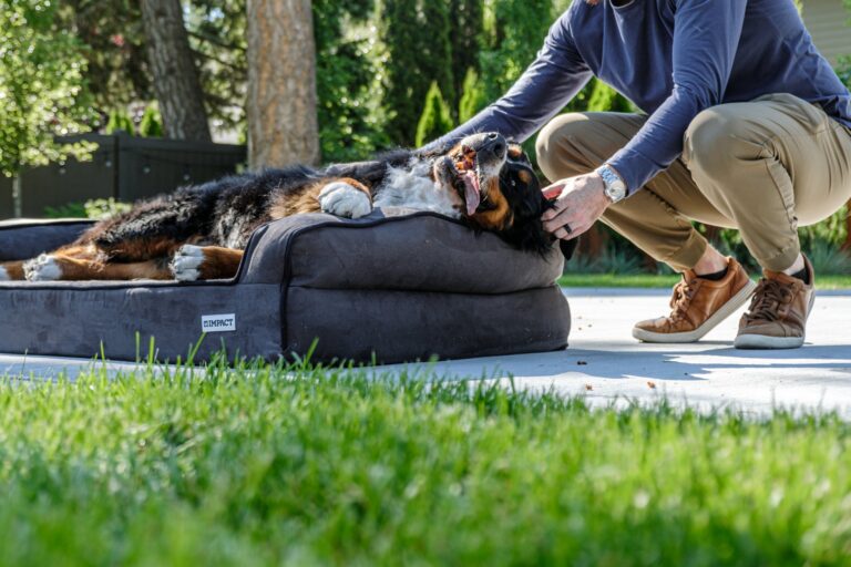 Magendrehung beim Hund: Symptome und Erste Hilfe